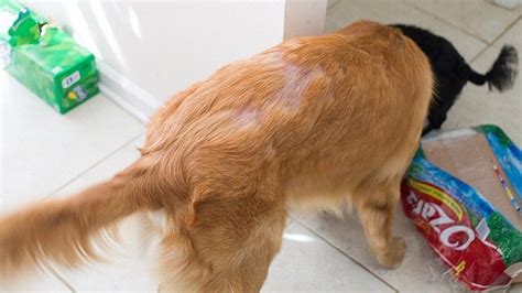 It is worse in humid climates and. Hair Loss in Dogs: Causes And How to Treat Them | Dog hair ...