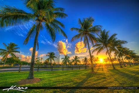 Wellington Florida Coconut Palm Tree Sunset Village Park Hdr
