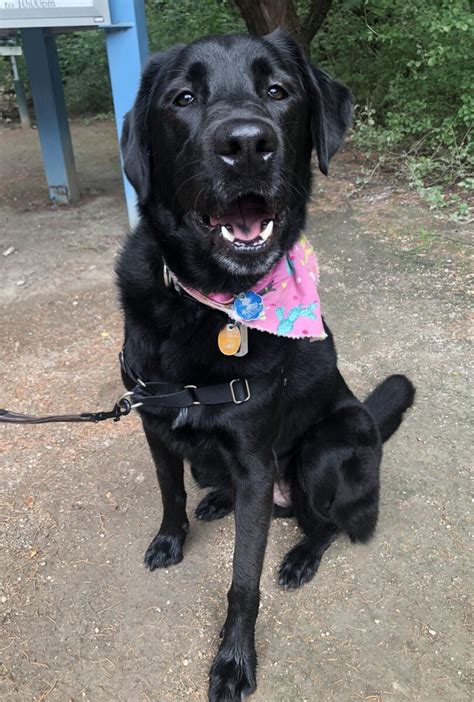 Black Labrador Retriever Mix Dog For Adoption In Austin Tx Supplies