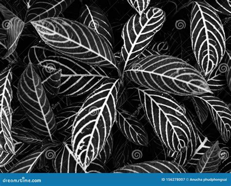 Black Leaves Are Abstract The Lines For Background And Wallpaper Stock