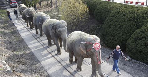 Circus sidestepped elephant cruelty issue