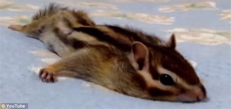 Bikke The Chipmunk Demonstrates His Morning Stretch Routine Daily