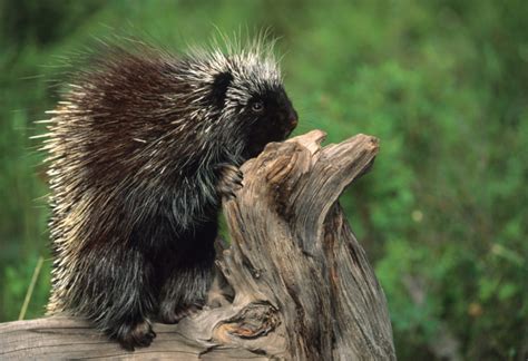 How Long Do Porcupines Live