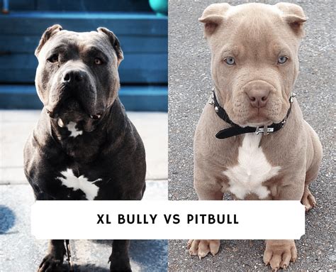 What S The Difference Between A Pitbull And Xl Bully Mastery Wiki