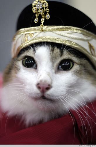 The video will inform you many types of cats, their prices and how you can get them easily. Prince of Persia Cat IMG_1214 .jpg | Flickr - Photo Sharing!