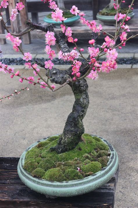 Cherry Blossom Bonsai Care Guide Propagation Tips And More