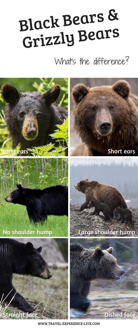 Black Bear Vs Grizzly Bear