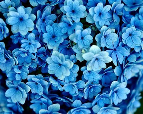 Beautiful Blue Flower We Need Fun