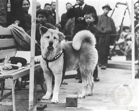 Hachiko was an akita dog. The Heartbreaking Story of Hachiko, The World's Most Loyal Dog