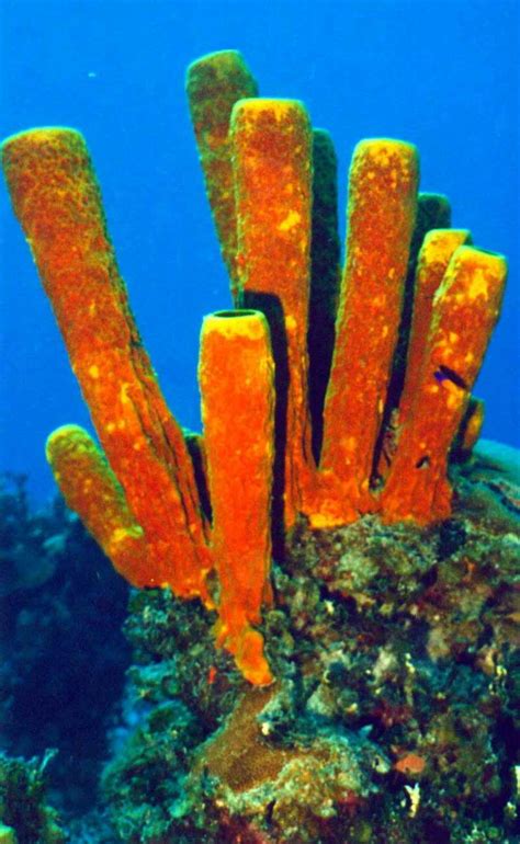 Phylum Porifera Phylum Porifera Images And Photos Finder