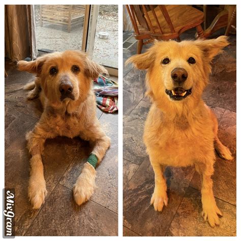 My 12 year old dog is 1 month post OP, and has a new lease on life! : r/aww