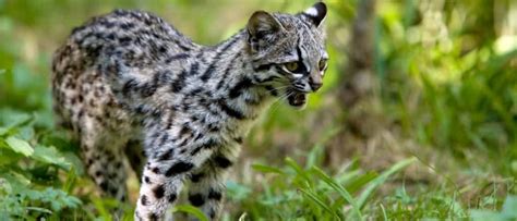 The Top 10 Smallest Wild Cats In The World Az Animals