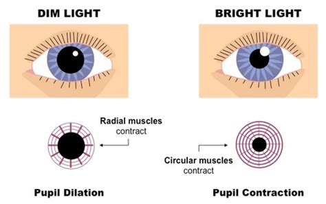 Pupil Reflex Pmg Biology