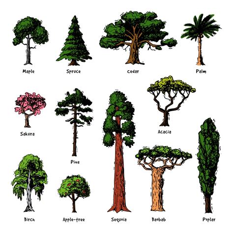 Types Of Trees Chart With Names Printable Templates Protal