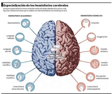 El Funcionamiento Del Cerebro Estimulaci N Cognitiva Global