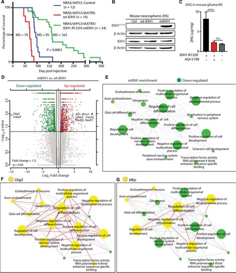 Idh1 R132h Acts As A Tumor Suppressor In Glioma Via Epigenetic Up
