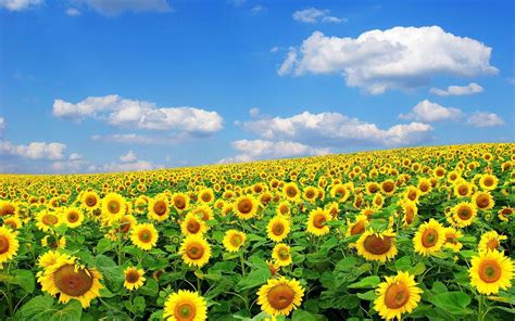 The flower fields are an alcohol and tobacco free environment. Field Of Flowers Wallpapers - Wallpaper Cave