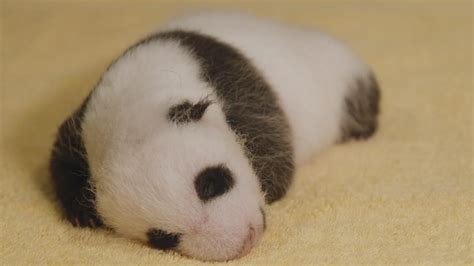 National Zoo Reveals Gender Of New Panda Cub