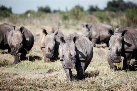 South African Rhino Poaching Falls 11 In First Half But New Fronts