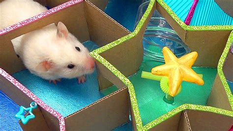 Funny Little Hamster In Star Maze Youtube