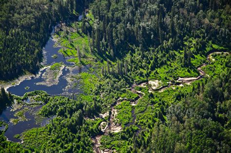 Canada Is Now Home To The Worlds Largest Stretch Of Protected Boreal