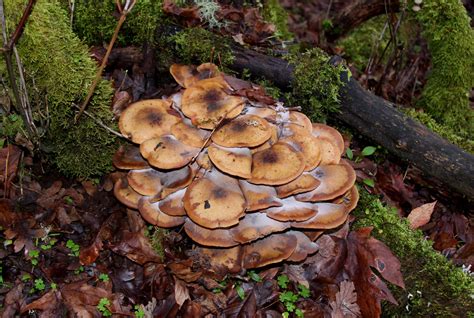 Honey Mushroom Armillaria Ostoyae Fruit Found In Polk Flickr