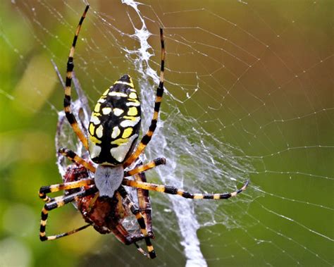 Yellow Garden Spider Gtm Research Reserve Arthropod Guide · Inaturalist