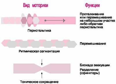 Атония кишечника лечение диета Атония кишечника: что это такое? Причины и лечение заболевания Атония кишечника: что это такое? Причины и лечение заболевания Атония кишечника лечение диета
