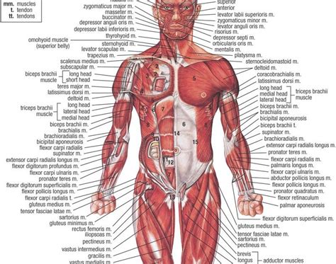 Muscles are responsible for our ability to do everything from getting out of bed in the morning to walking the dog and carrying the groceries however, few people aside from medical professionals and physical fitness enthusiasts are familiar with which muscles are the largest and strongest ones in. Achoshare: List of free Interactive web to explore 3D and ...