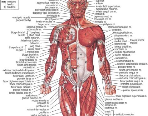 Skeletal muscle derives its name from the fact that these muscles always connect to the skeleton in at least one place. Achoshare: List of free Interactive web to explore 3D and ...
