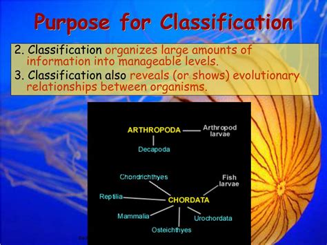 Ppt Unit 9 Classification Powerpoint Presentation Free Download Id3089553