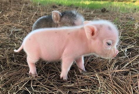 Pig Breeds Facts Types And Pictures