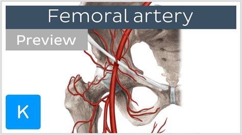 Femoral Artery Course And Branches Preview Human Anatomy Kenhub
