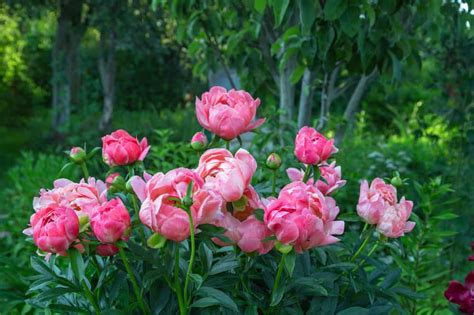 How To Plant Peony In Your Garden Tricks To Care