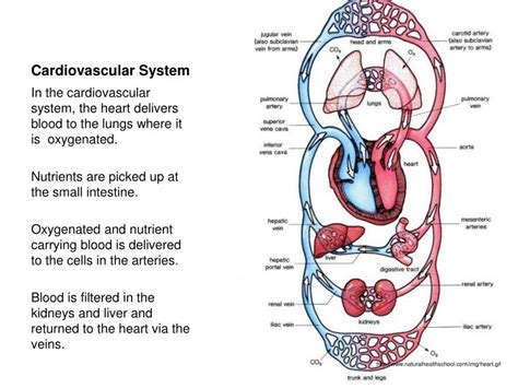 Ppt Cardiovascular System Powerpoint Presentation Free Download Id