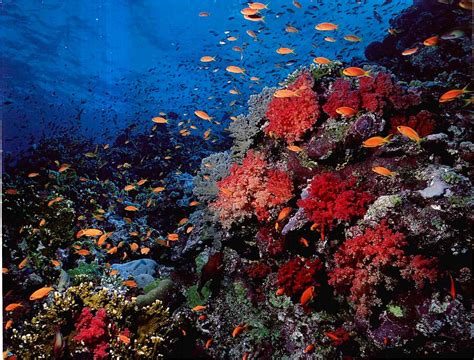 Red Sea Coral Reef Reef Aquariums Gibell Aquarium Society