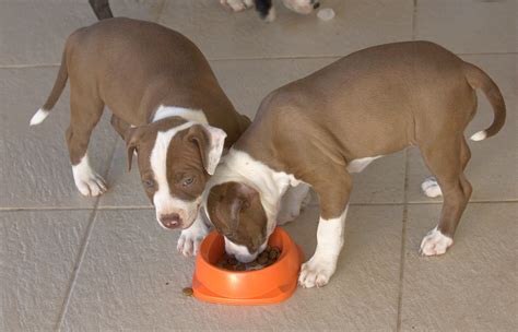 Thought of as one of the best dog foods for pitbull puppies for the money, this formula even includes cranberries to ensure that your pup will get all the vitamin c they need to properly absorb all the other nutrients they're getting. Best Puppy Food for Pitbulls (Buyers Guide and Reviews) 2019