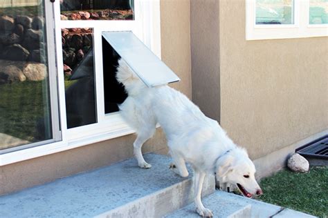 Sliding pet door in contemporary kitchen. Pet Door Products - in 2020 | Dog door, Sliding glass door ...