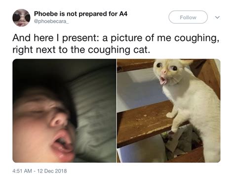 11 Memes Funny Cat Coughing Cat Meme Woolseygirls Meme