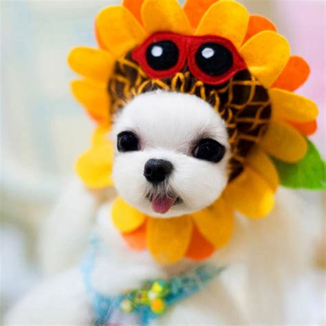 Buy Cute Funny Warm Sunflower Style Pet