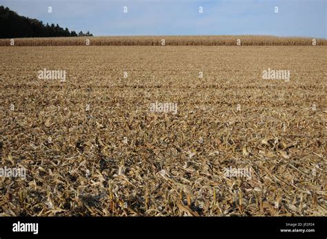 Zea Mays Maize Field After Harvesting Stock Photo Alamy