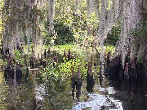 Annie Millers Sons Swamp And Marsh Tours Houma 2019 All You Need