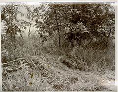 Graphic Murders Caught On Video