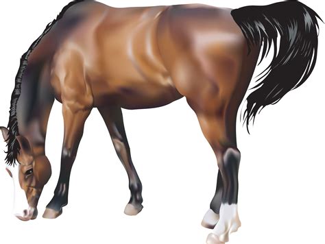 Horse Png Image Transparent Image Download Size 3519x2644px