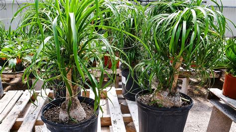 Other common names for this plant include bottle palm tree or elephant foot tree. PONYTAIL PALM CARE TIPS: A FUN & UNIQUE HOUSEPLANT/JOY US ...