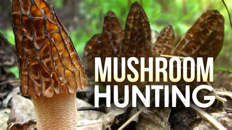 Helpful Tips For Mushroom Hunting In West Michigan Wwmt