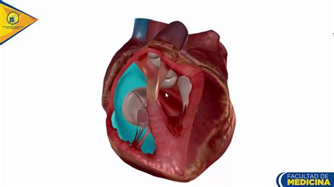 Anatomía Del Corazón Camaras Cardíacas Dr Ottoniel Sánchez Youtube