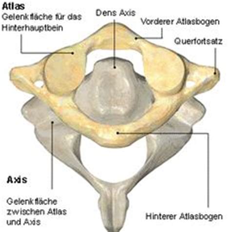 Doctor chris and doctor xand explore the bones in our necks and how they're used to rotate your head. Atlas - axis