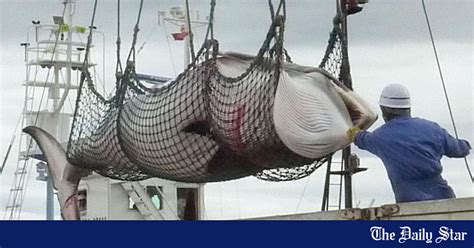 Japan Kills 333 Antarctic Minke Whales For ‘scientific Research The