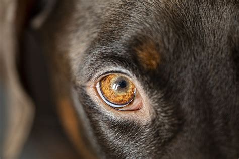 What Are The Signs Of Conjunctivitis In Dogs And How Is It Treated